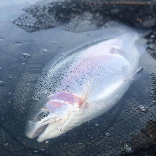 This TROUT Was Super FAT! (FISHING CLEAR DRIFT TACKLE EGGS)