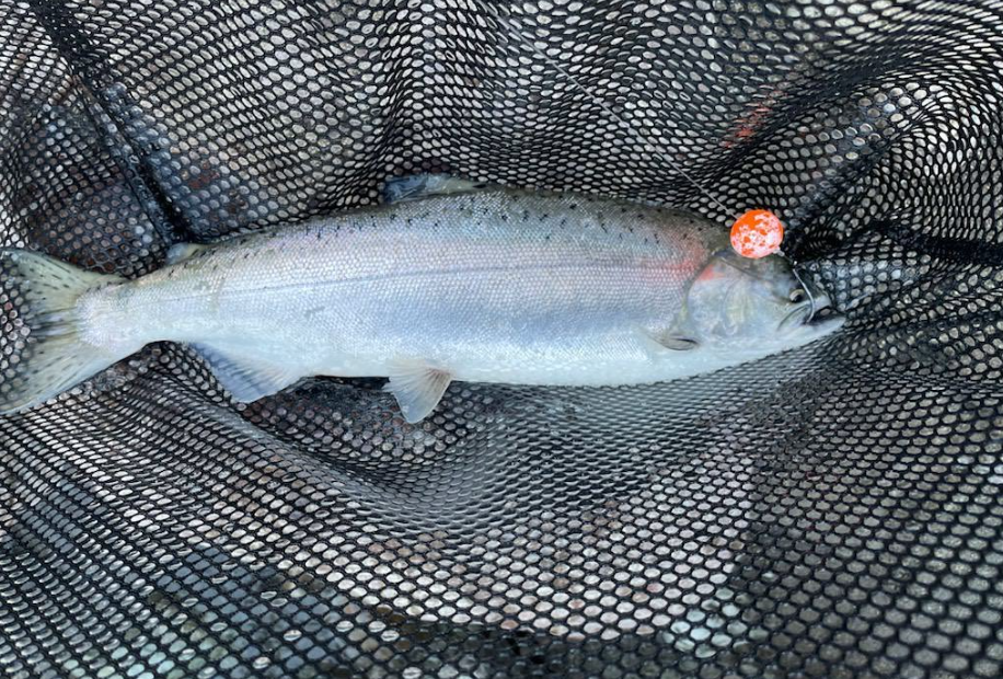 A Guide to Fishing Soft Beads for Salmon in the Vedder/Chilliwack Rive –  Cleardrift Tackle Shop