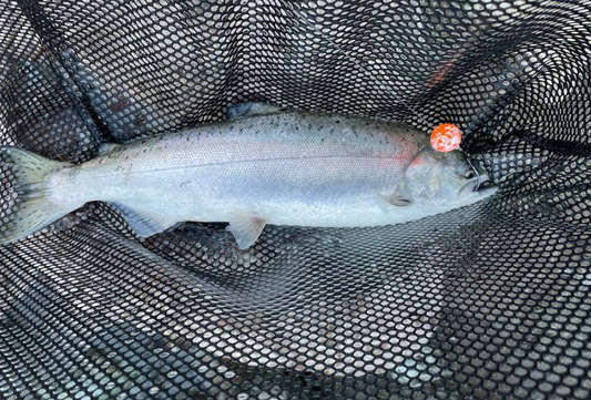 Glazed soft beads are effective for salmon/steelhead - vedder river