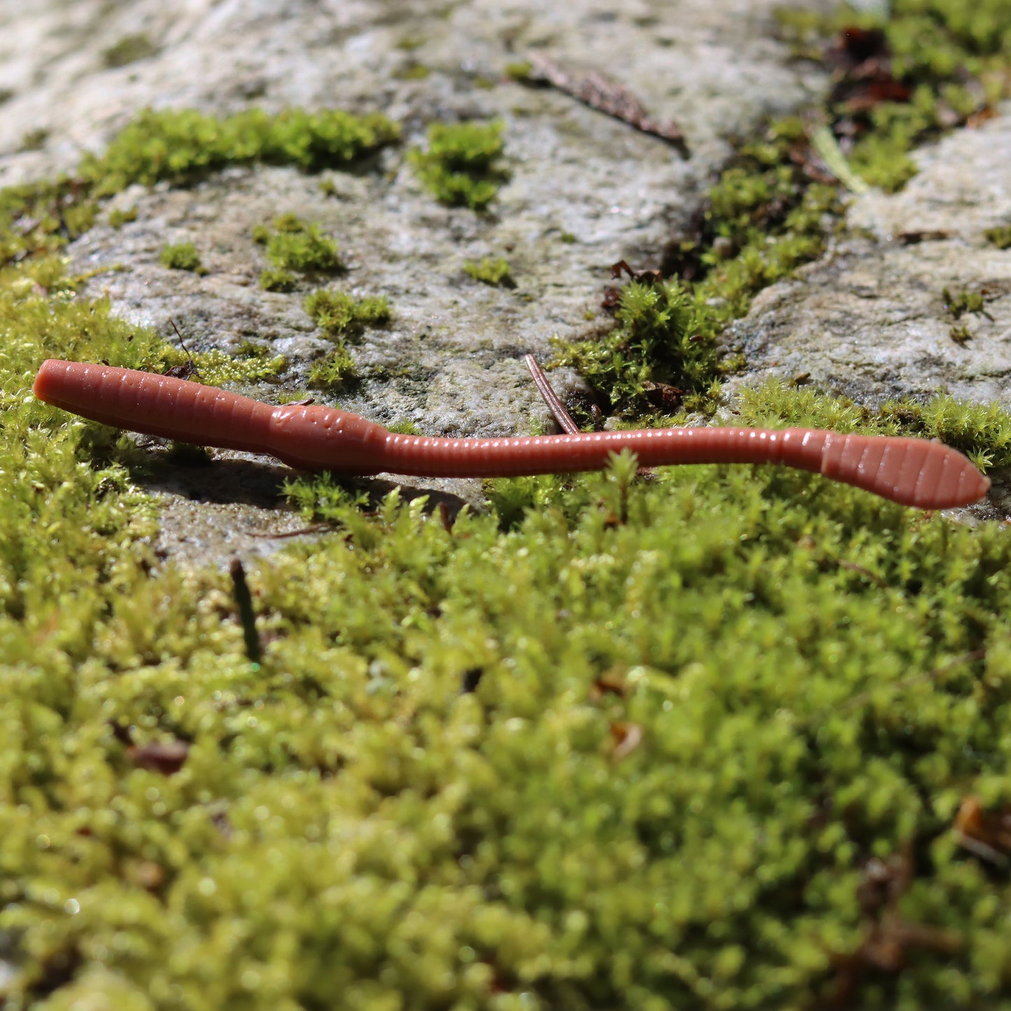 Dirty Worms: Earthworms