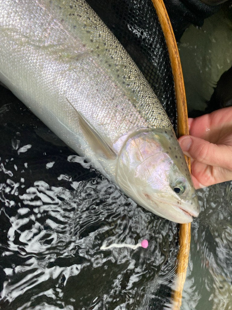 Egg Tails : Bubble Gum/White.