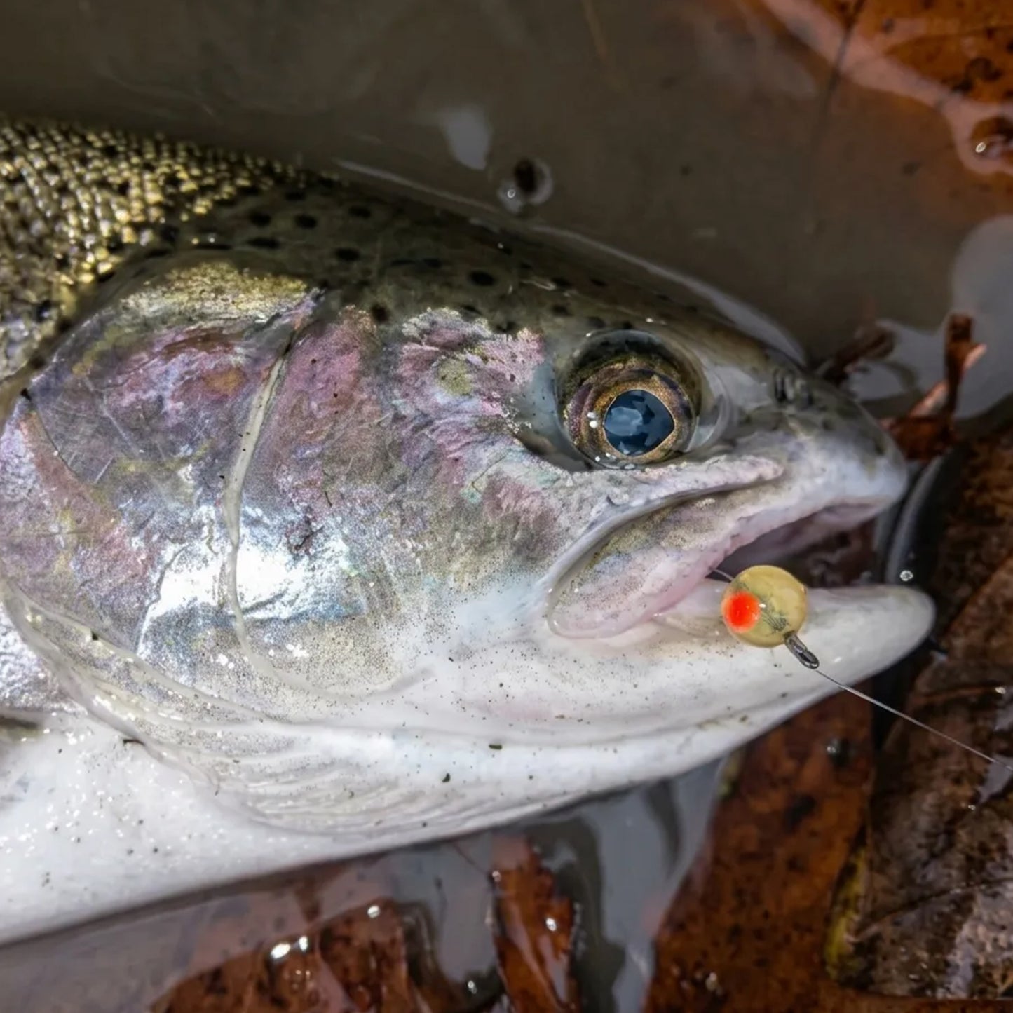 A close-up of a Steelhead trout caught with a Cleardrift Natural Orange Embryo soft bead hooked in its mouth, resting in shallow water over autumn leaves.