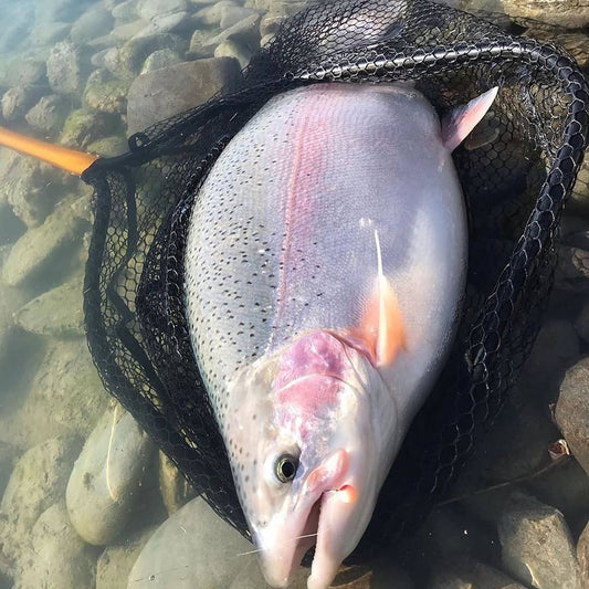 Catching Trophy Trout in New Zealand with Cleardrift Soft Eggs