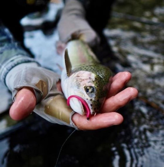 How Bloodworms by ClearDrift Tackle Are Catching Trout  in New Zealand